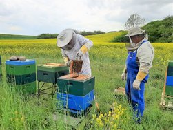 Erster klinikeigener Bienenhonig