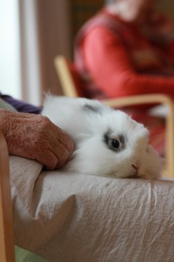 Therapeutisches Potenzial - wie Tiere die physischen und psychischen Kräfte stärken